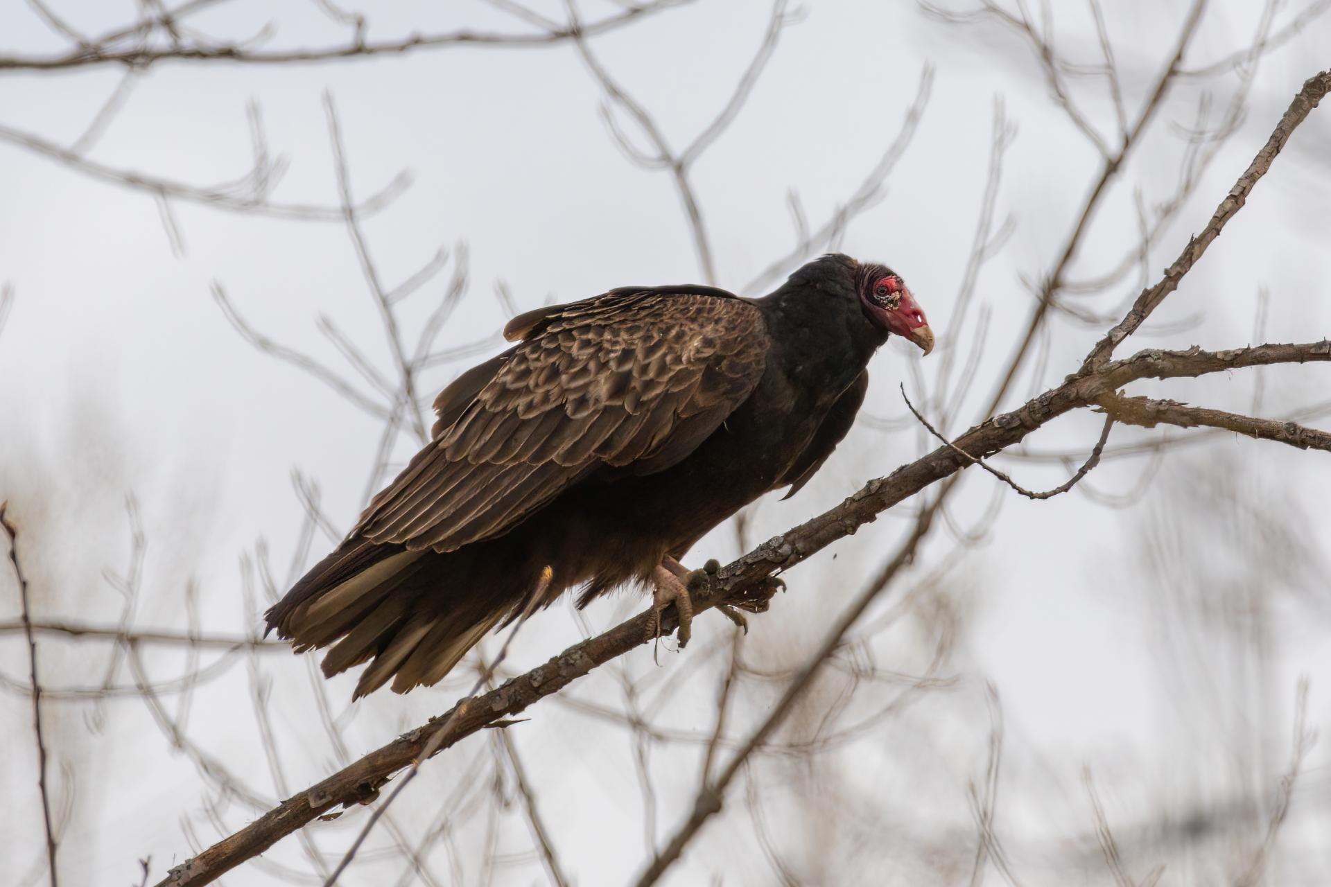 urubu-a-tete-rouge-turkey vulture